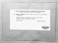 Mycena aurantiomarginata image
